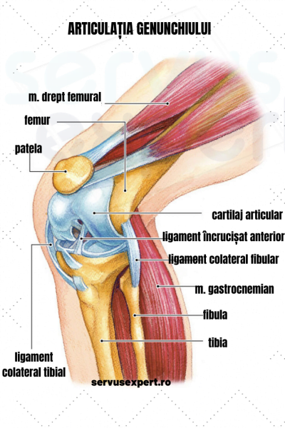 durere sub genunchi pe partea dreaptă unguent pentru osteocondroza coloanei vertebrale